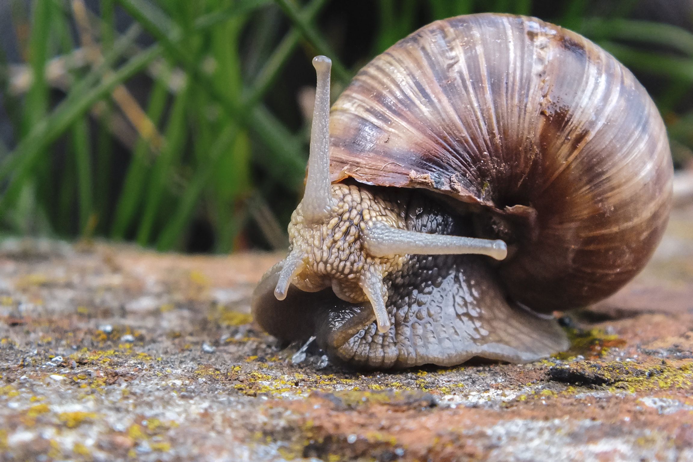 Snail